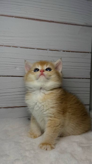 Золотые шиншиллы британские