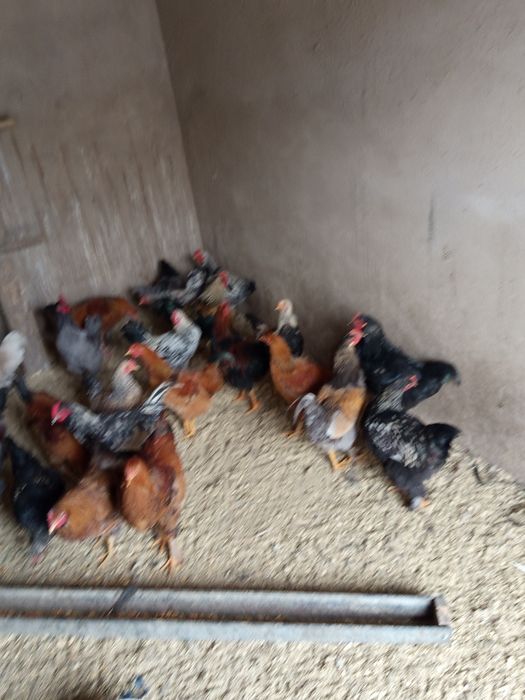 Продам домашних петухов