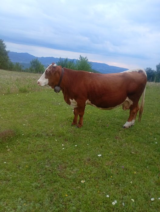 Vacă de vânzare cu vitea de 2 săptămâni