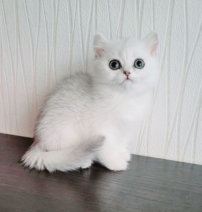 Серебристая кошечка