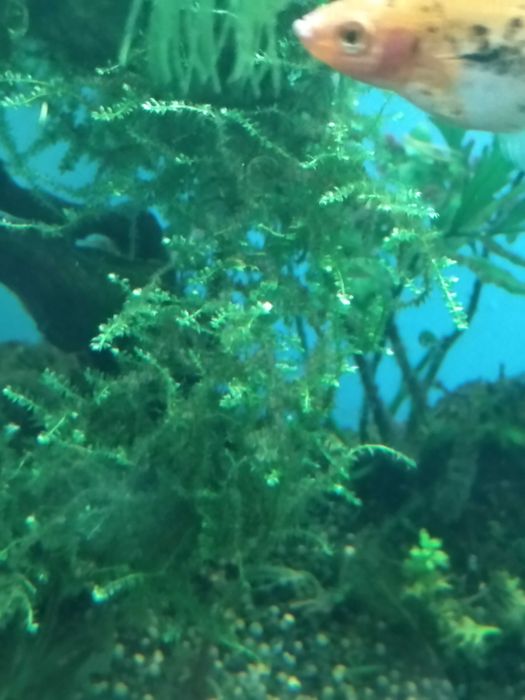 Пррдам аквариумные растения