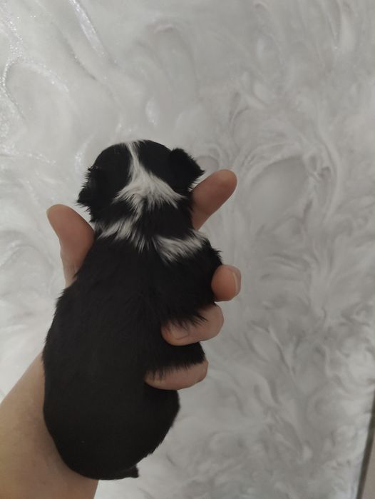 Готовятся к продаже щенки чихуахуа