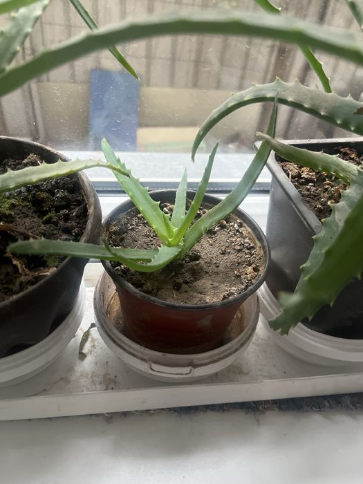 Продам алое простое , очень хорошо лечит