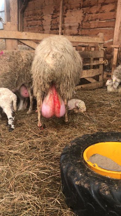 Se vând Mielute Assaf