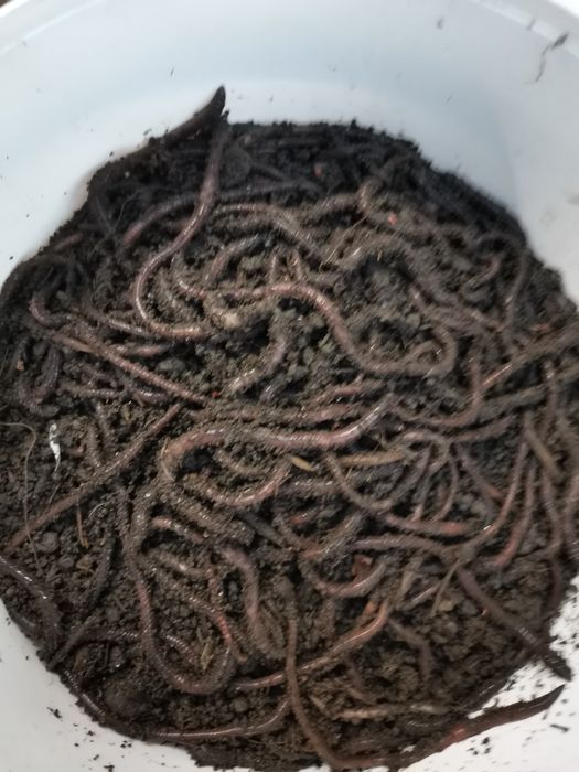 Rame roșii de balegar,Negre Șerpești,Neagra Tulcea,Lipitori apa