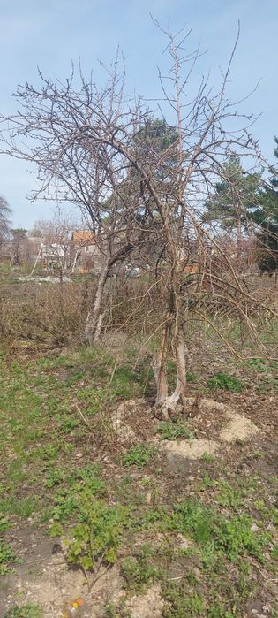 Продам Дачу садовое общество Гудок