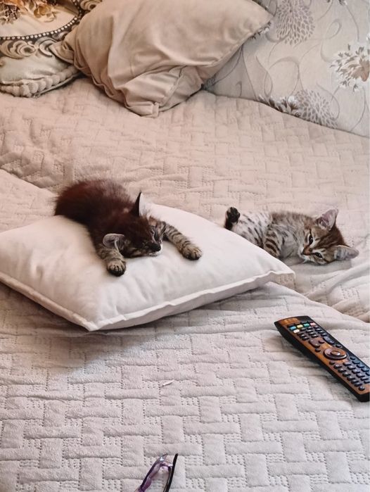 Отдам котят в добрые руки