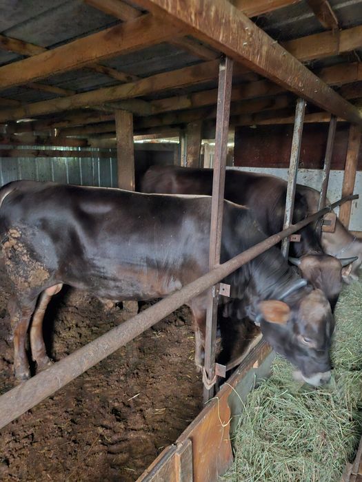 Продам бычков на племя