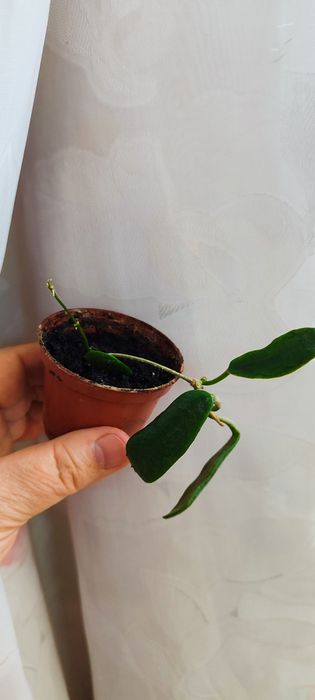 Хойи укоренённые, срезом