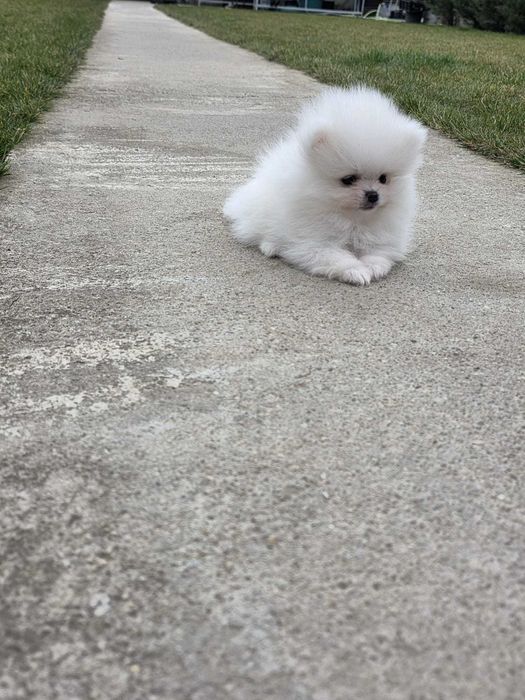 Pui rasa pomeranian
