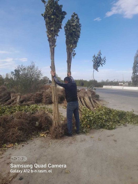 Кучат Тераг,Тут,Кайрагоч.
