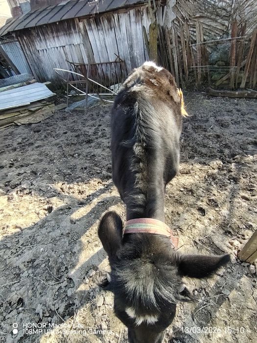 Vând vițea Holstein