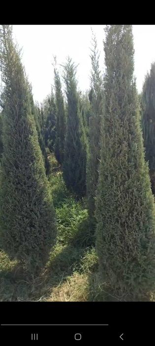 Можжевельник кучатлари сотилади