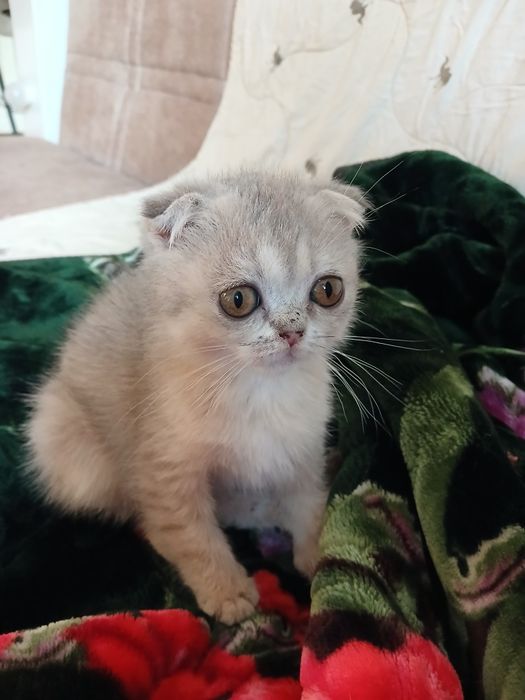 Девочка 3 месяцев