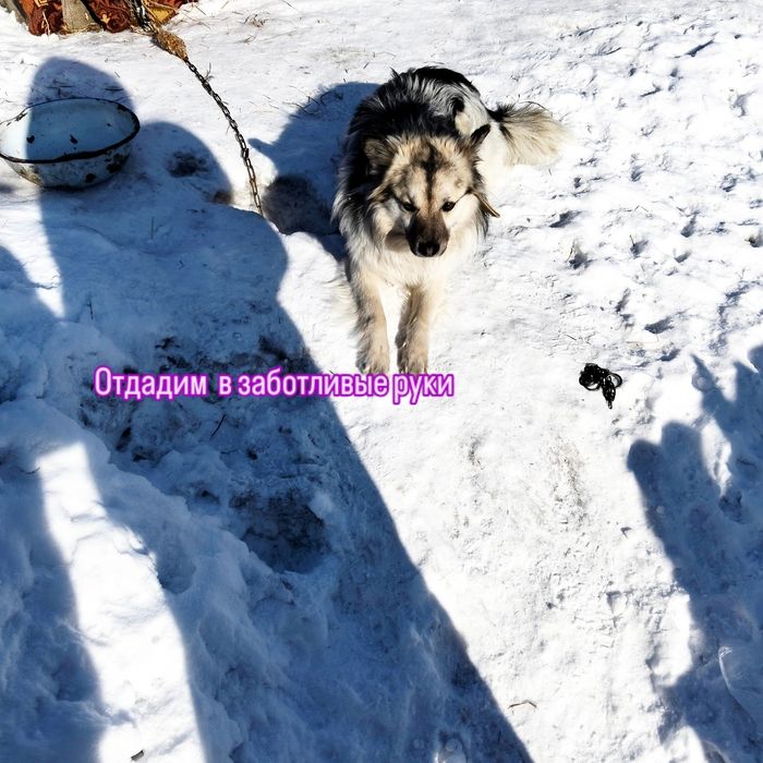 Отдадим в заботливые руки