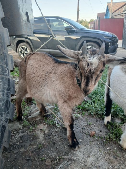 Продам  Альпийских козлят.