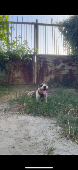 Pitbull девочка возраст 2года
