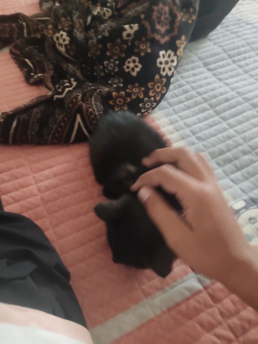 Котенок 2 месячный