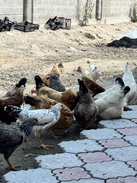 Домашние куры и петухи
