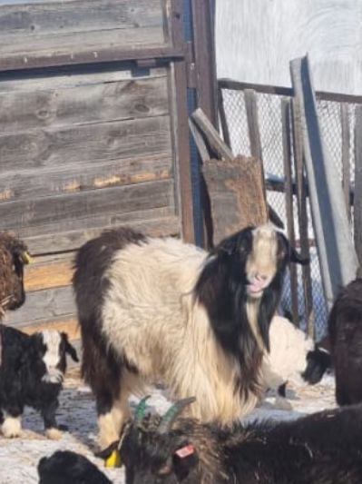 Продам козёл козы