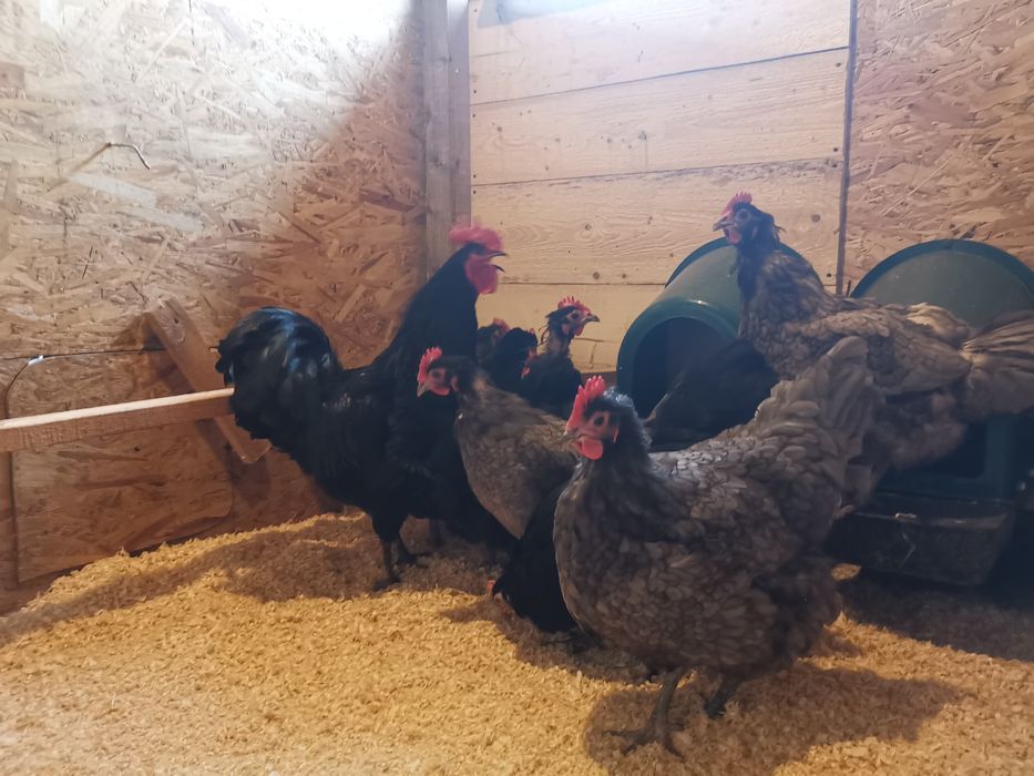 Oua de incubat si pui din  rasa de gaini  Australorp negru si  albastru
