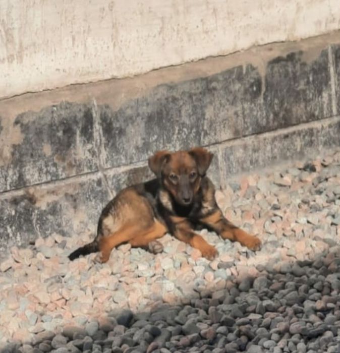 отдам в хорошие руки маленькую собачку дворняжку девочку 6 месяцев