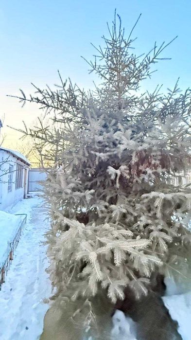 2 дома  на Кожсырьевом за 29 млн