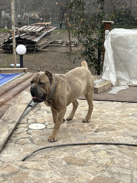 Продавам Кане Корсо на два месеца с ваксини и паспорти