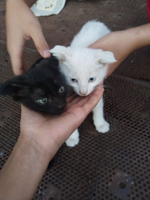 Mushuklar zoti skatish fold