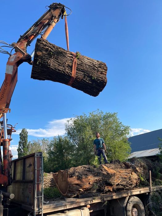 Спил вывоз выкарчёвка деревьев