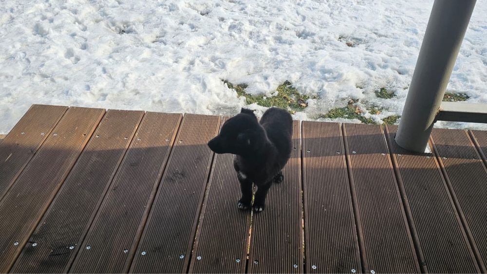 Отдам 2 щенков в хорошие руки