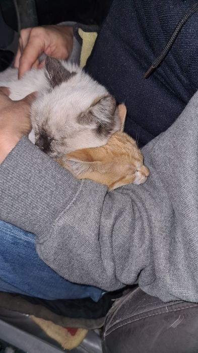 Котёнок сиамская 2-3 месяца