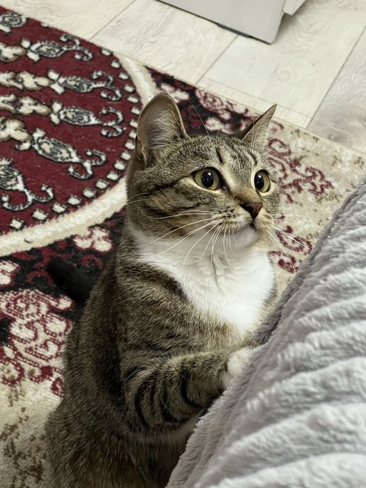 Отдадим кошку в добрые руки