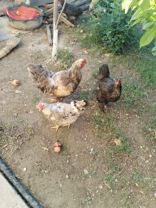 Продаются курицы домашние
