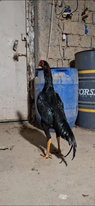 Жужа карес майни охири