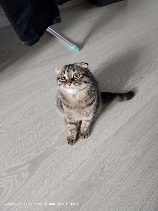 Отдам катенка мальчик