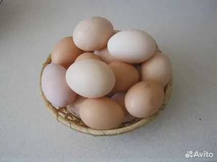 Золотой сибрайт тухуми сотилади