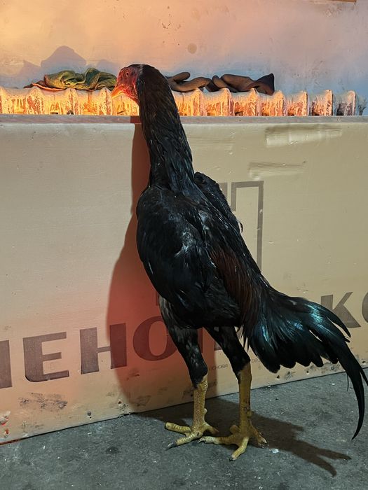 Продам дакана  и