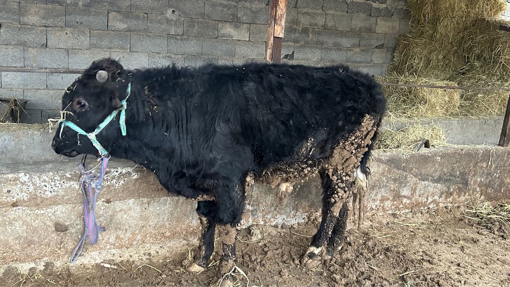 Семіз бұқа сатылады