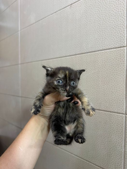 Очаровательные котята ищут дом !