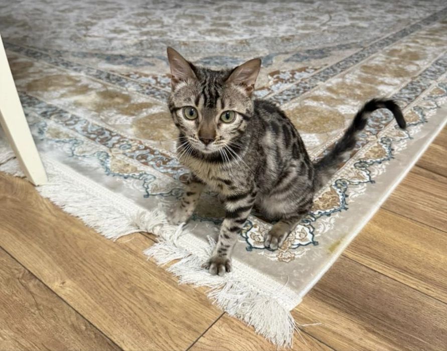 Кот Бенгал активный