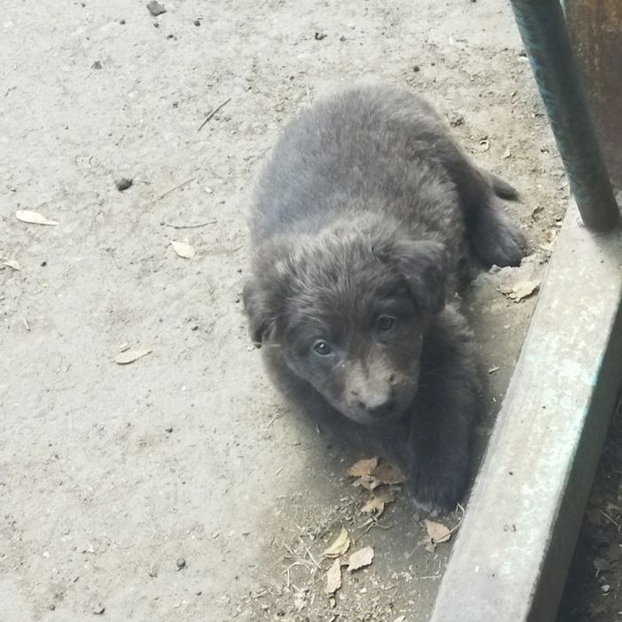 Срочно отдадим щенков