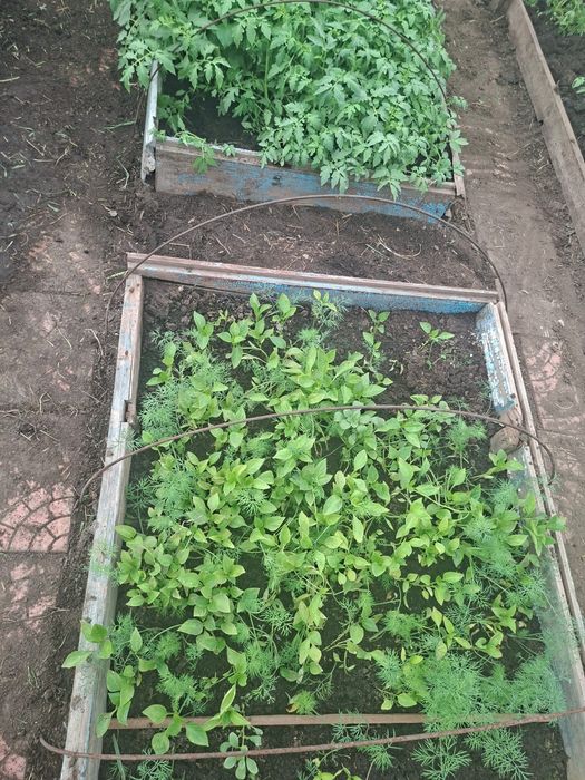 Продам рассаду помидор и болгарского перца.