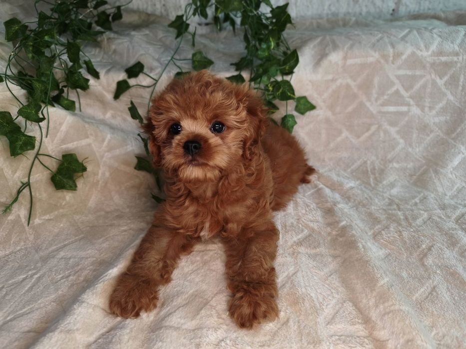 Vand baietel Cavapoo f1 rosu