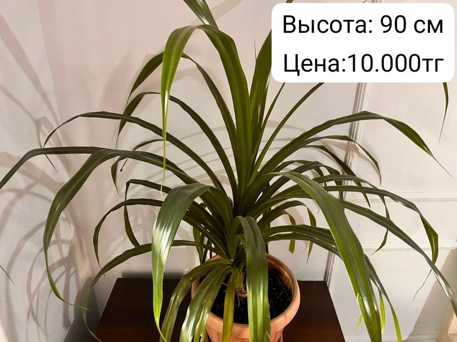 Комнатные цветы разные