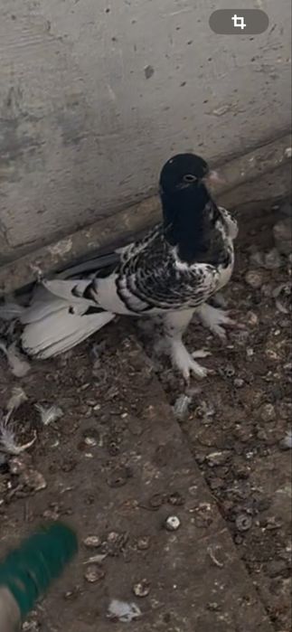 Широко хвостые голуби