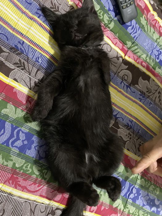 Отдам котенка бесплатно