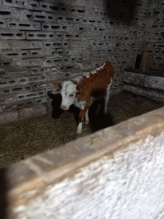 Продам тёлчка 2 месяц