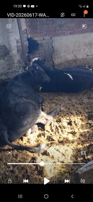 Продам бычков хорошего состояния