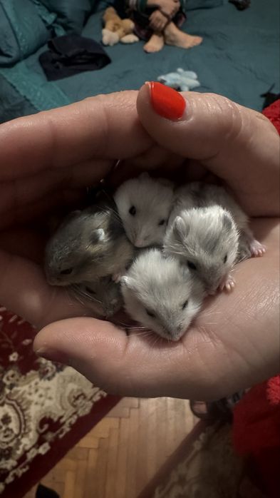 Hamsteri  jucausi gri